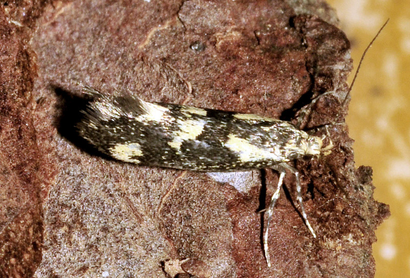 Denisia similella - Oecophoridae